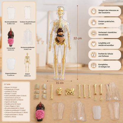 MINT-Lernset zur menschlichen Anatomie mit selbst zusammenbaubarem Organmodell
